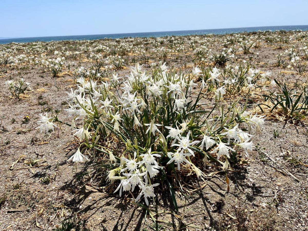 Alboran Hils Manilva Beach المظهر الخارجي الصورة